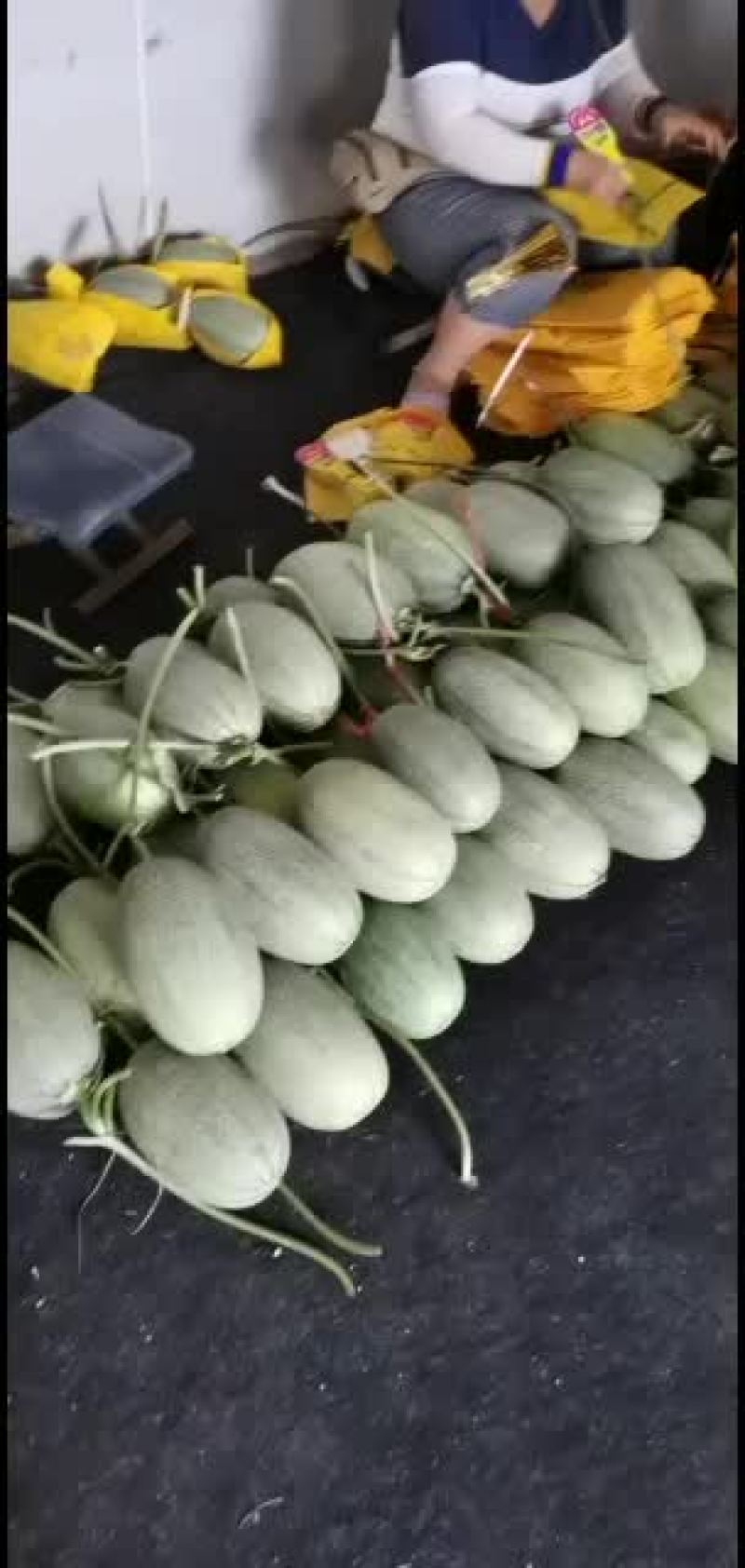 山东潍坊寿光西周密，晓密二五大量上市，大量供应质量杠杠滴