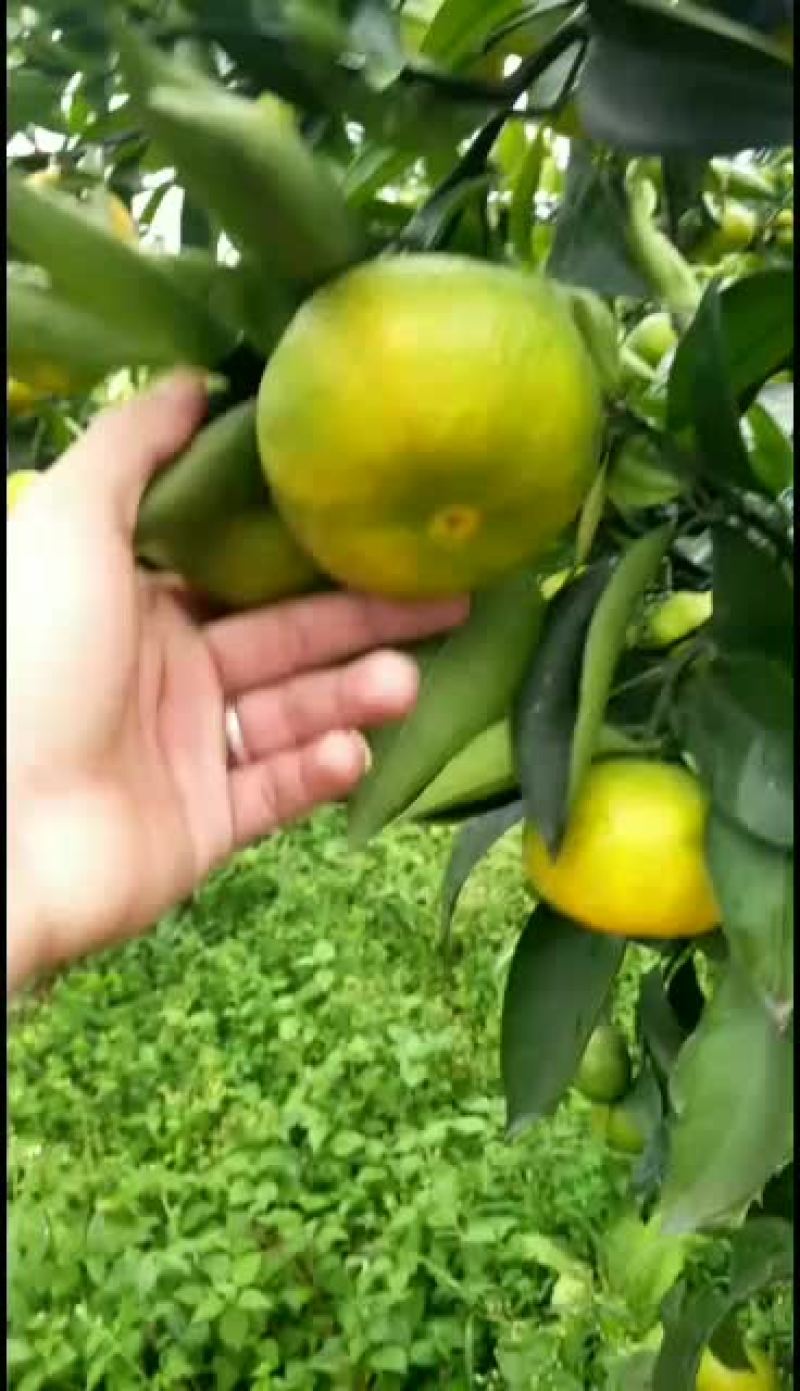 特早蜜橘持续大量订货中产地代发代办