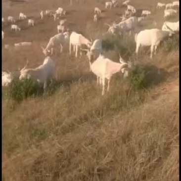 正宗陕北羊肉，放养山羊，货真价实