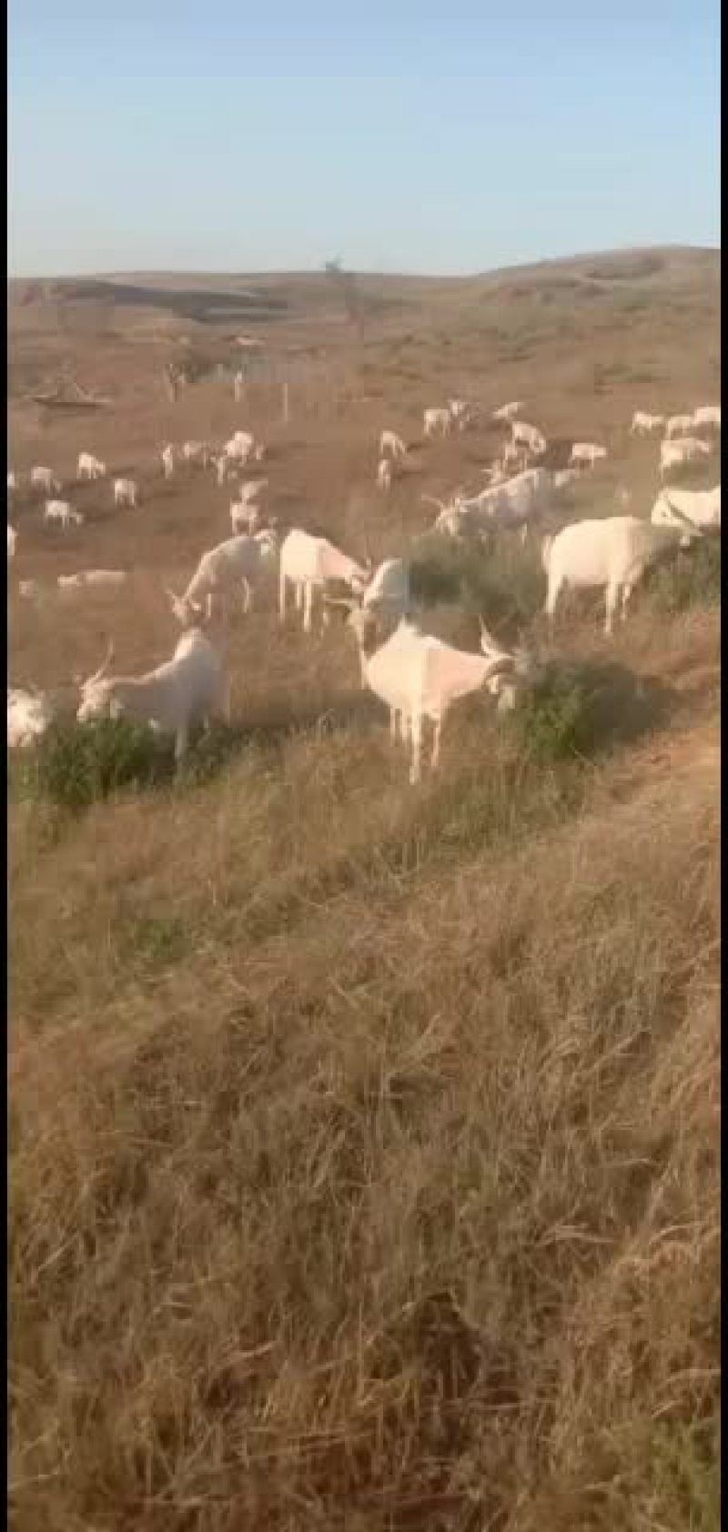 正宗陕北羊肉，放养山羊，货真价实