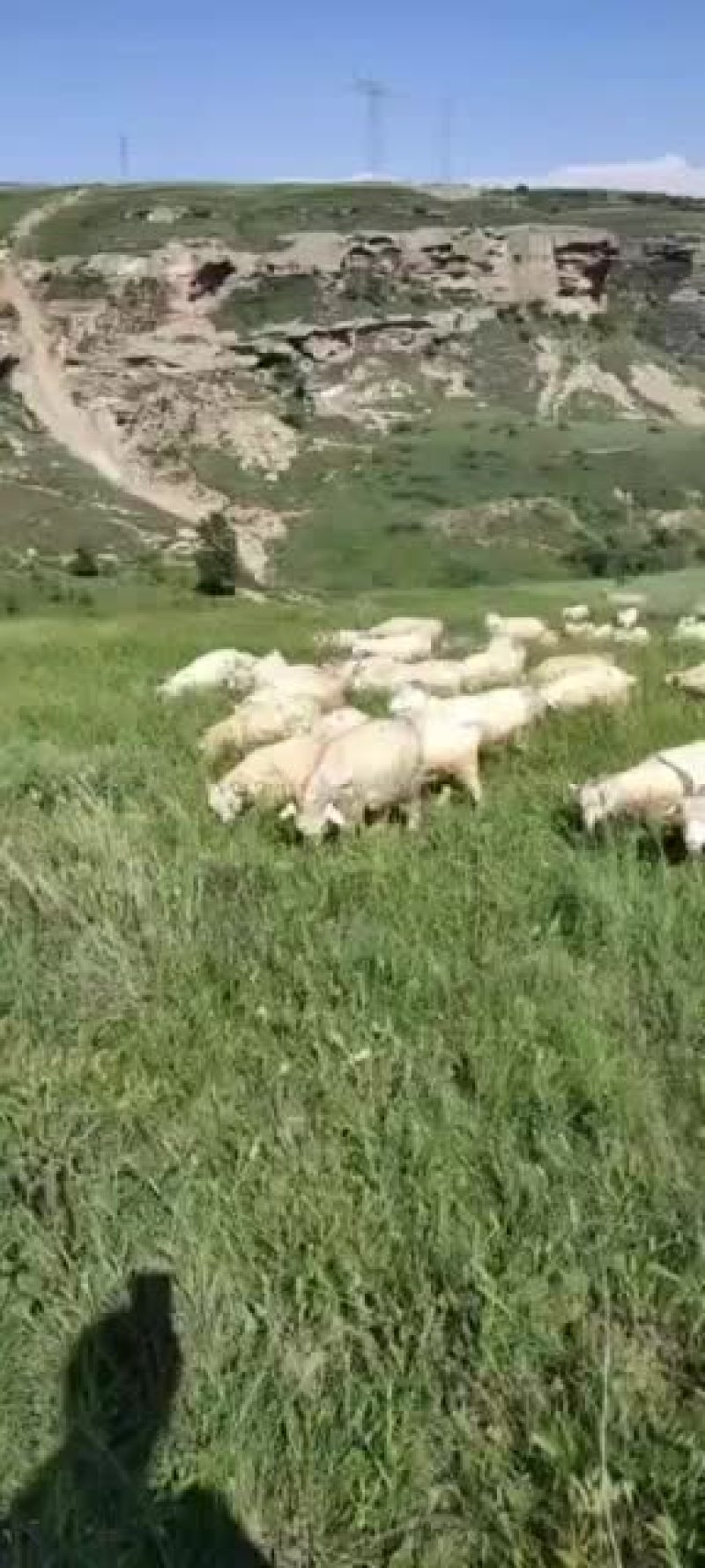 正宗陕北羊肉，放养山羊，货真价实