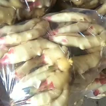 精品大姜陆续上市中欢迎全国各地老板前来洽谈