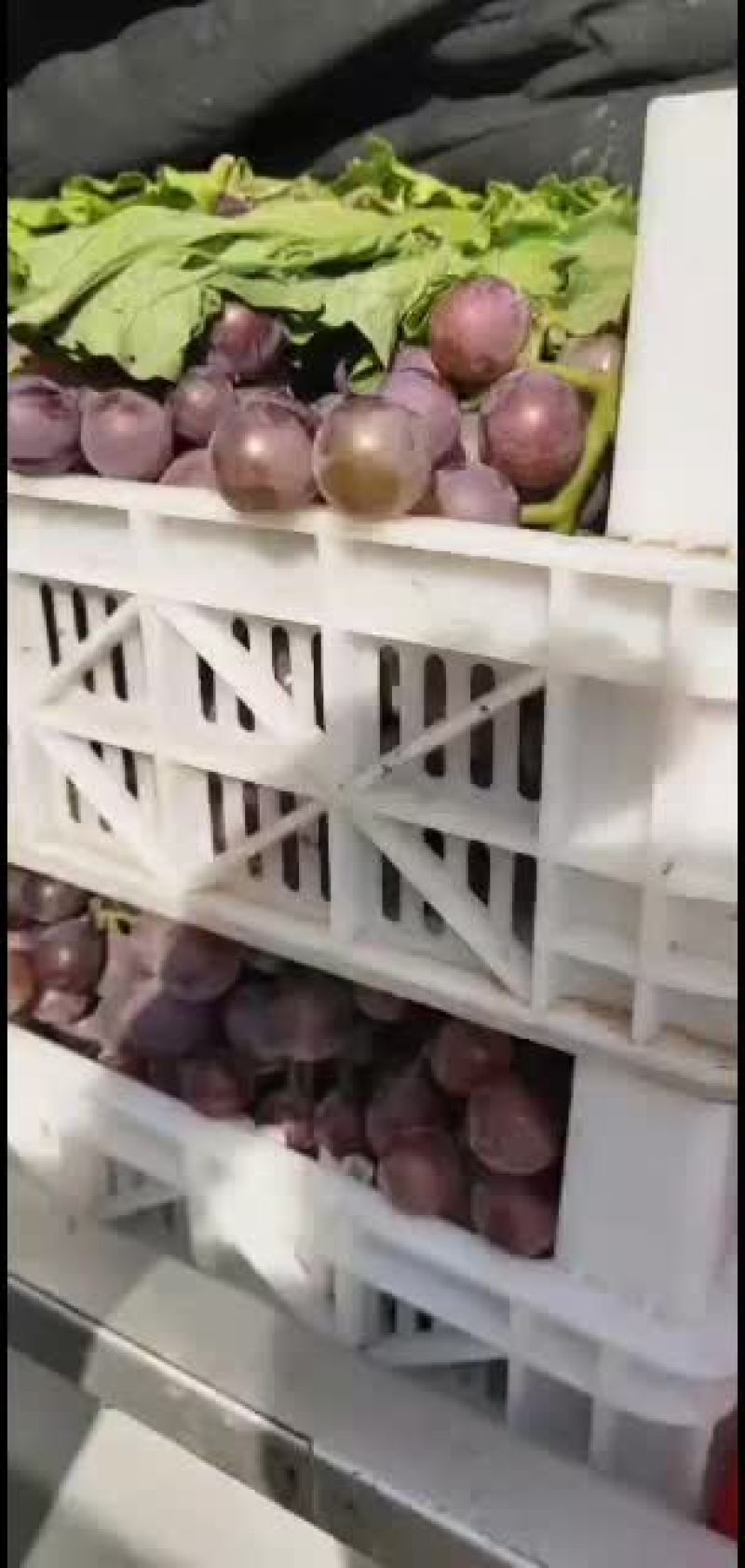 河北沧州市肃宁县巨峰葡萄