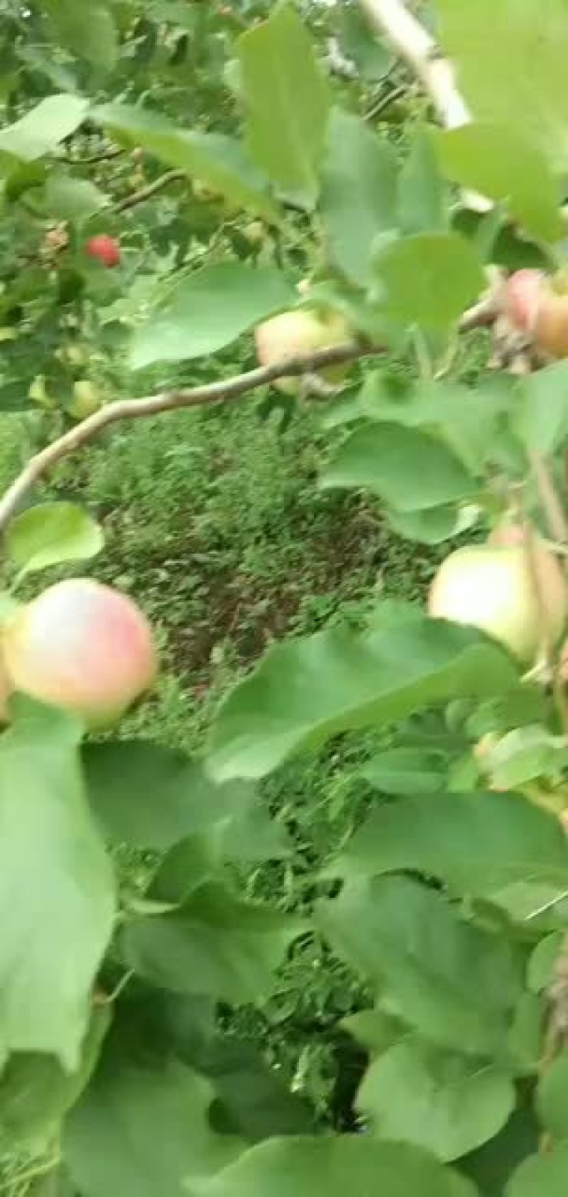 南果梨基地，辽宁省开原松山南果