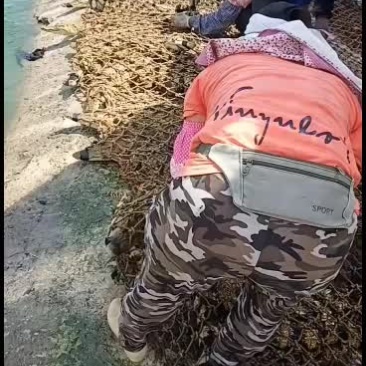 精品鳄鱼，中型大型都有