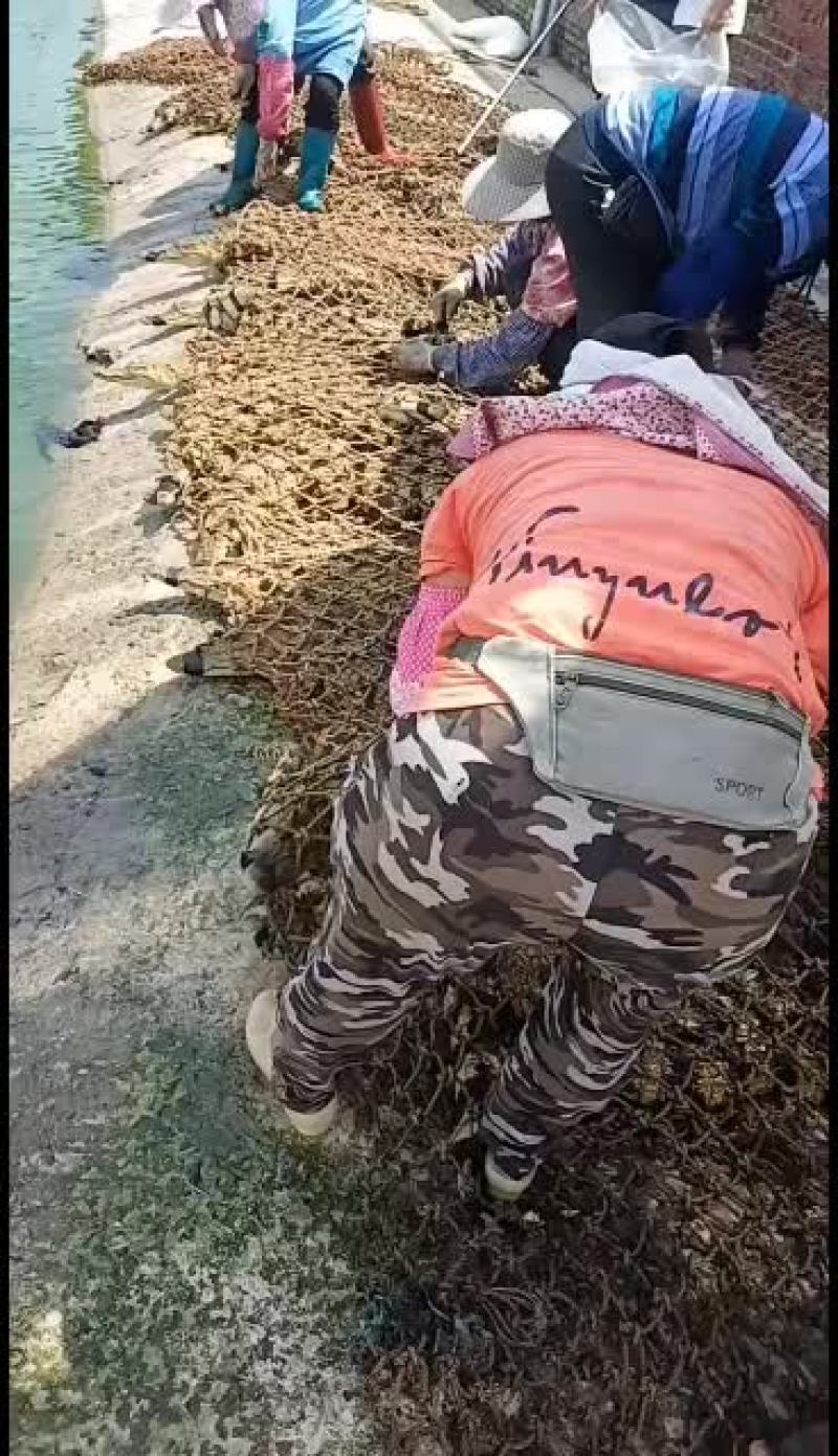 精品鳄鱼，中型大型都有