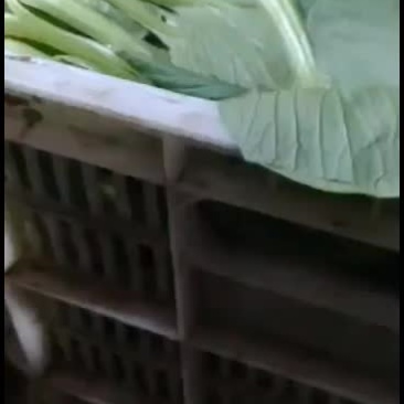 精品小油菜上市啦上市啦