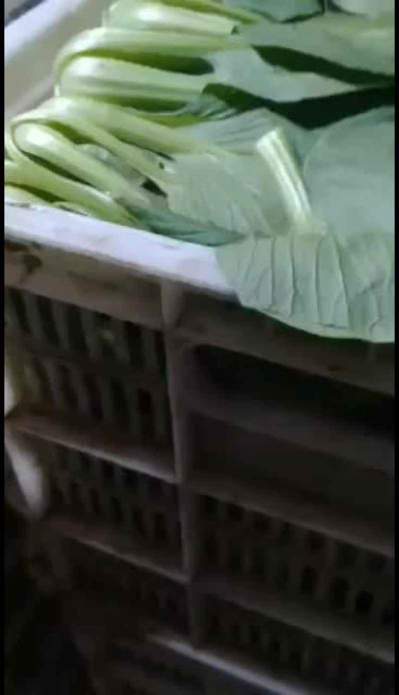 精品小油菜上市啦上市啦