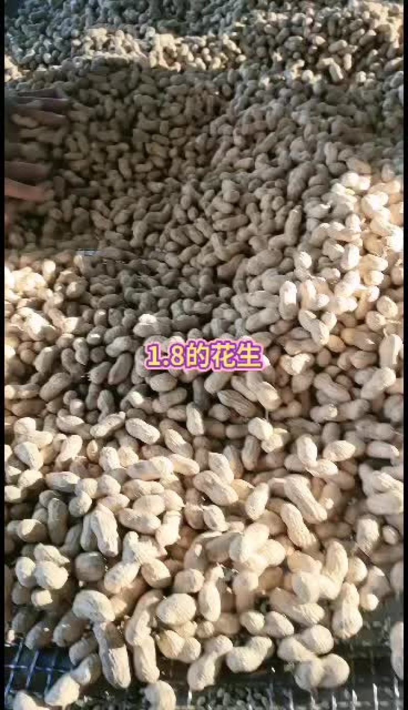 山东省夏津县龙薯九地瓜大量有货