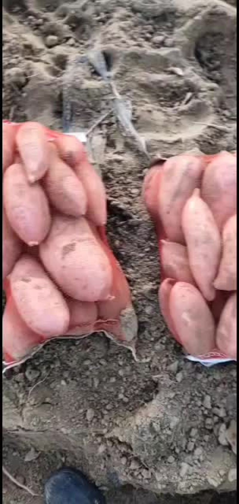 山东省夏津县龙薯九地瓜大量有货