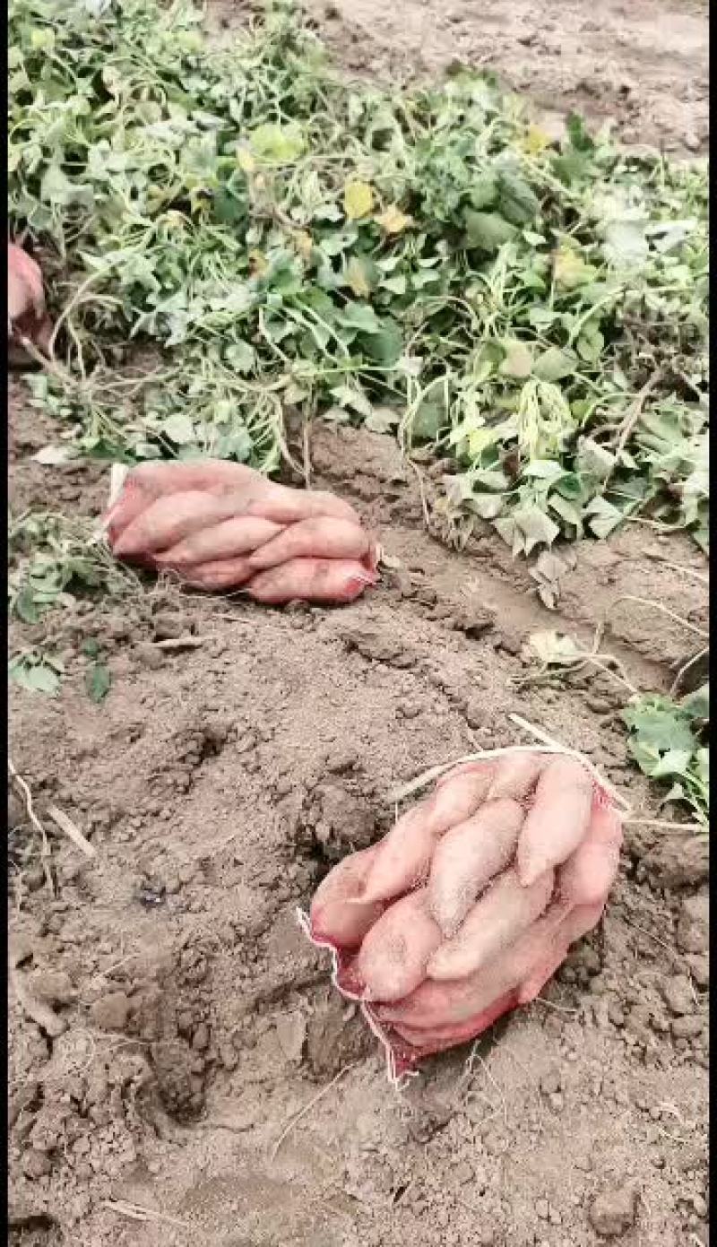 山东省夏津县龙薯九地瓜大量有货