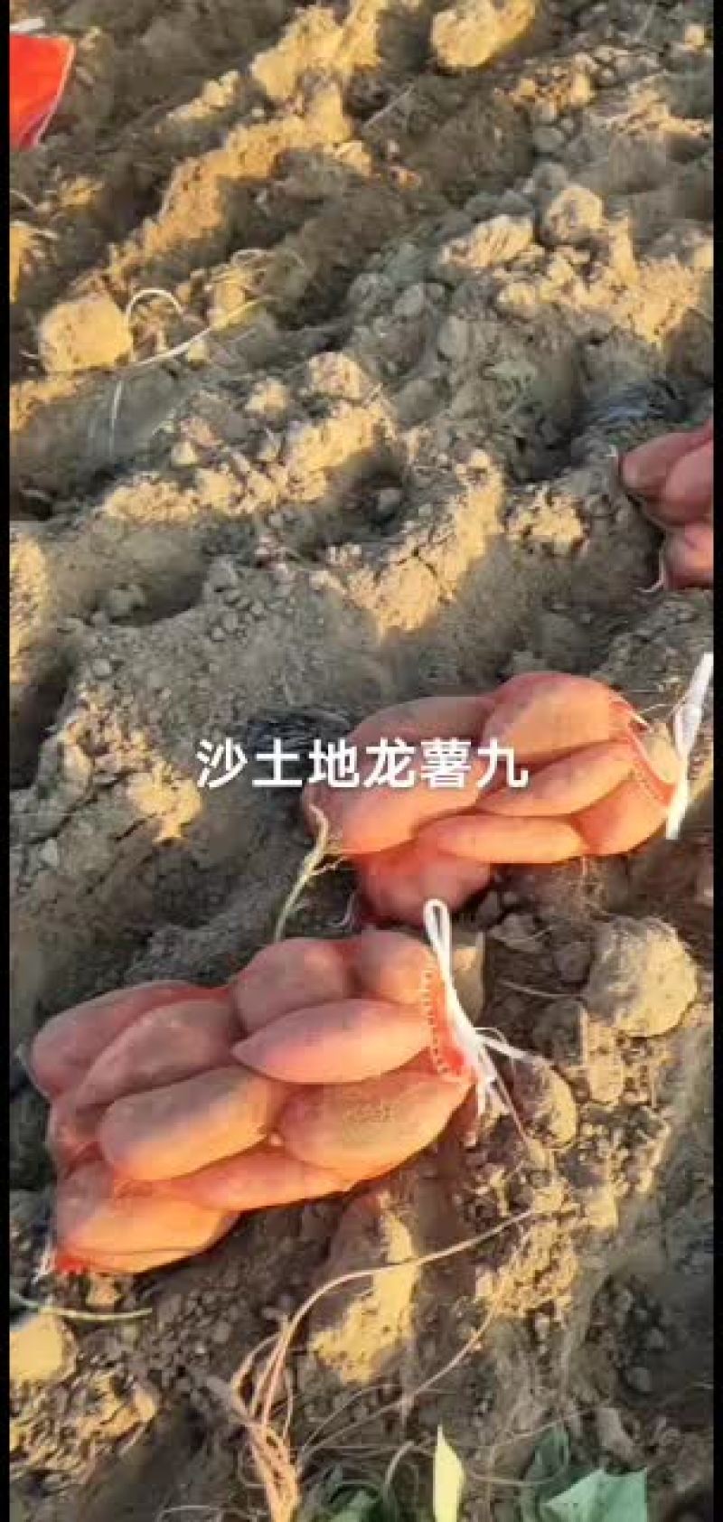 山东省夏津县龙薯九地瓜大量有货