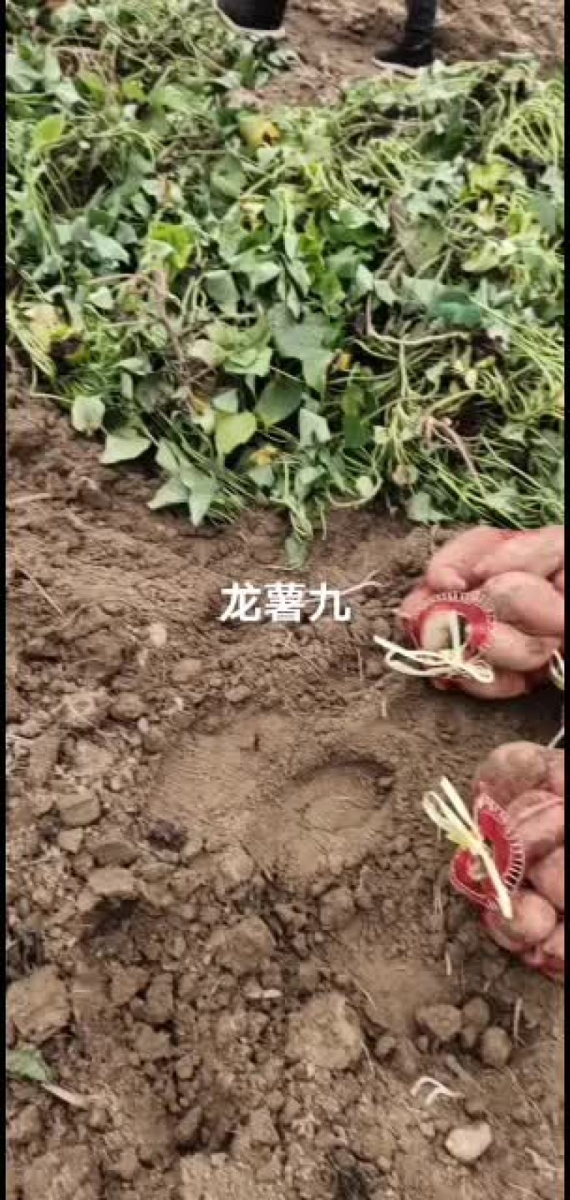 山东省夏津县龙薯九地瓜大量有货