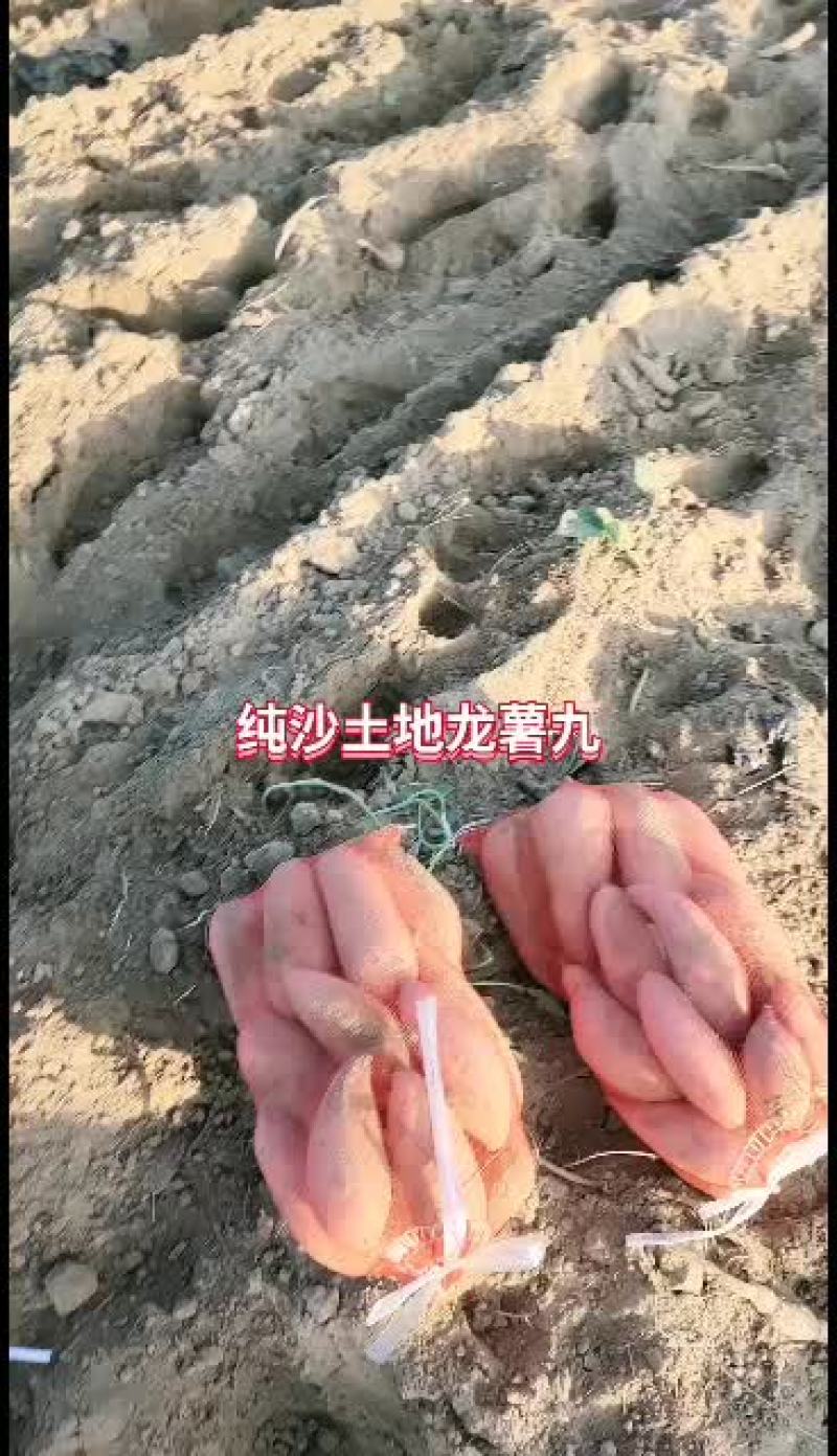 山东省夏津县龙薯九地瓜大量有货