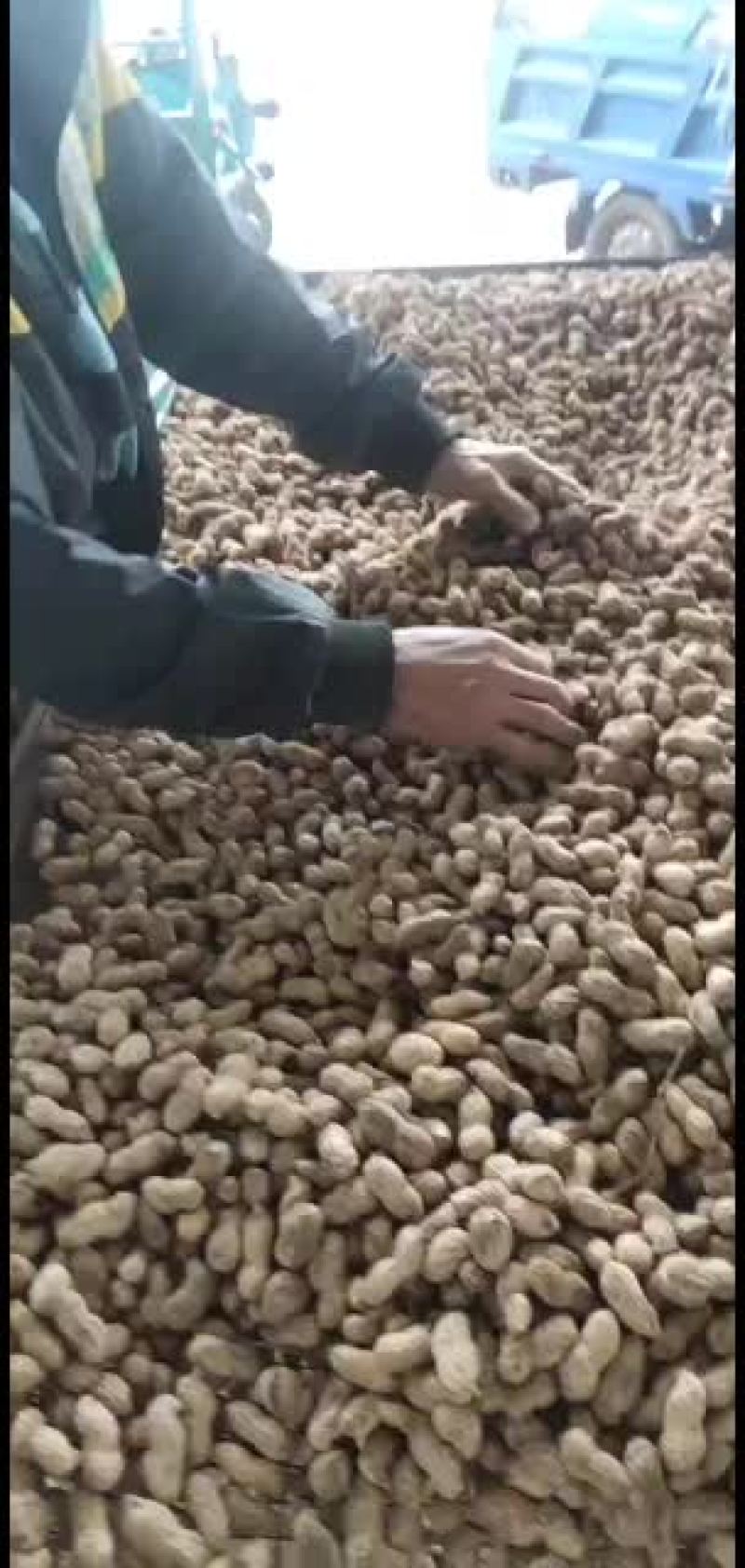 山东省夏津县龙薯九地瓜大量有货