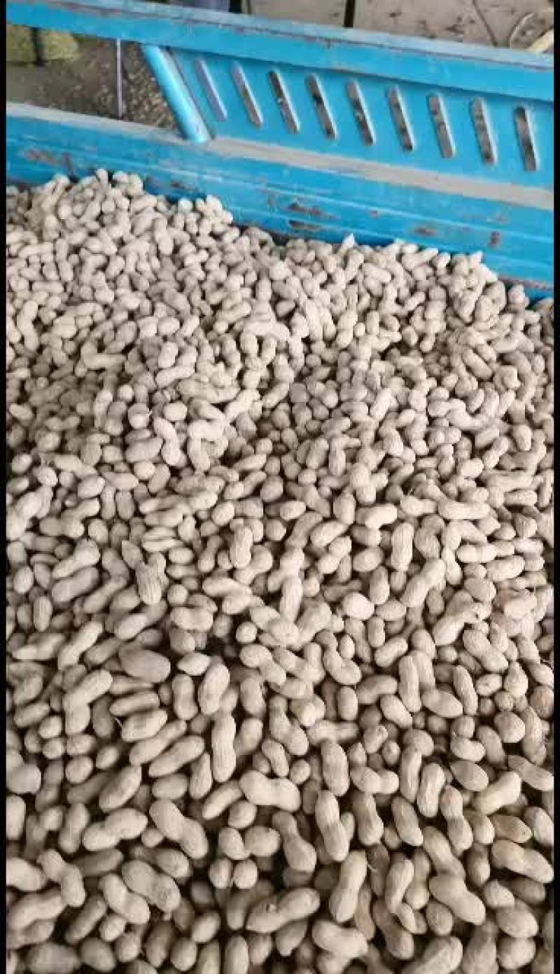 山东省夏津县龙薯九地瓜大量有货