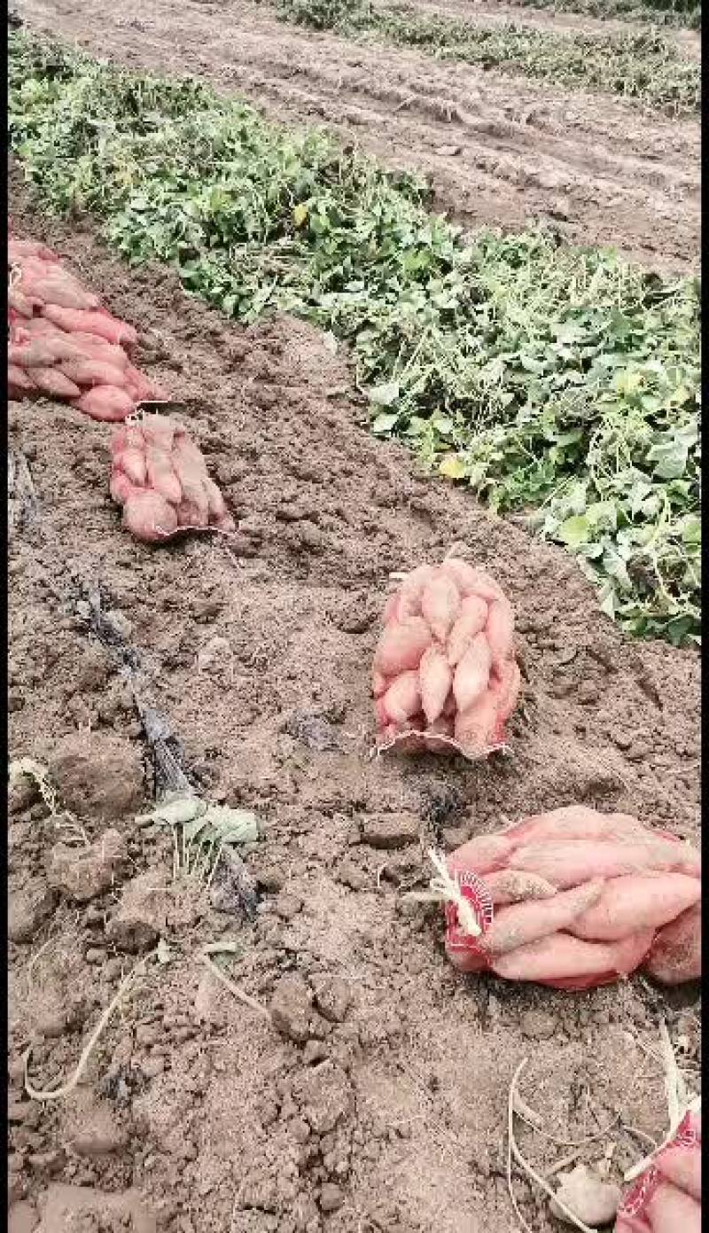 山东省夏津县龙薯九地瓜大量有货