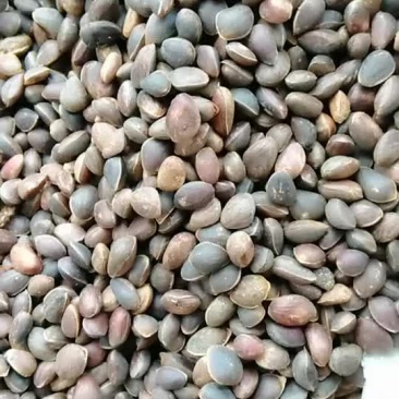 精品松子质量保障。正在热卖中。。