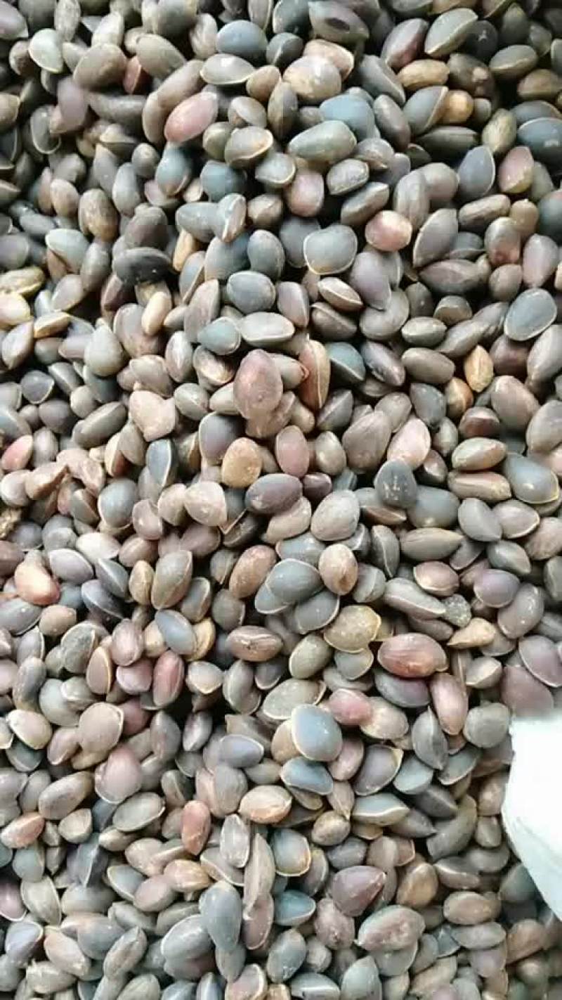 精品松子质量保障。正在热卖中。。
