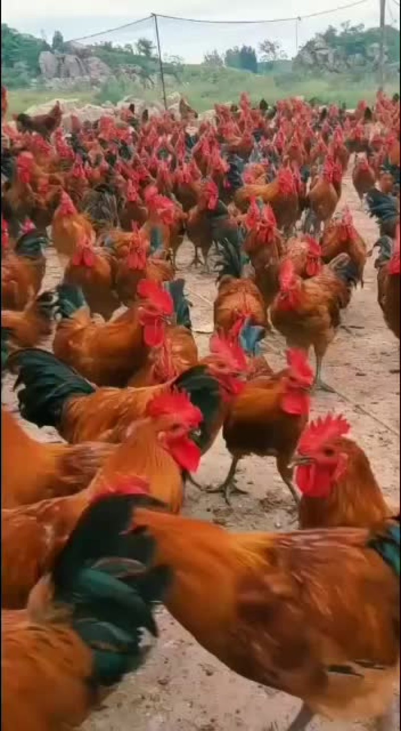 出售优质红毛大公鸡鸡苗