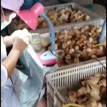 出售优质红毛大公鸡鸡苗
