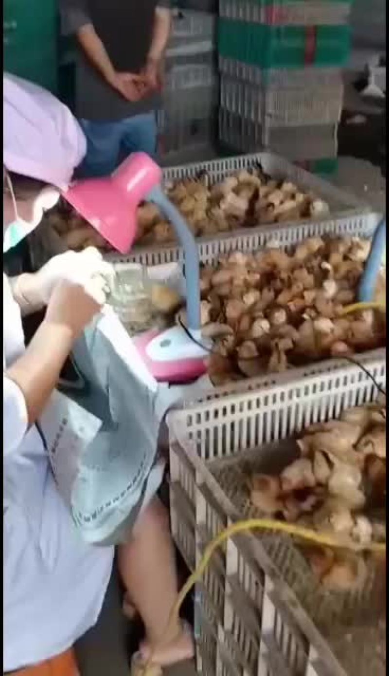 出售优质红毛大公鸡鸡苗