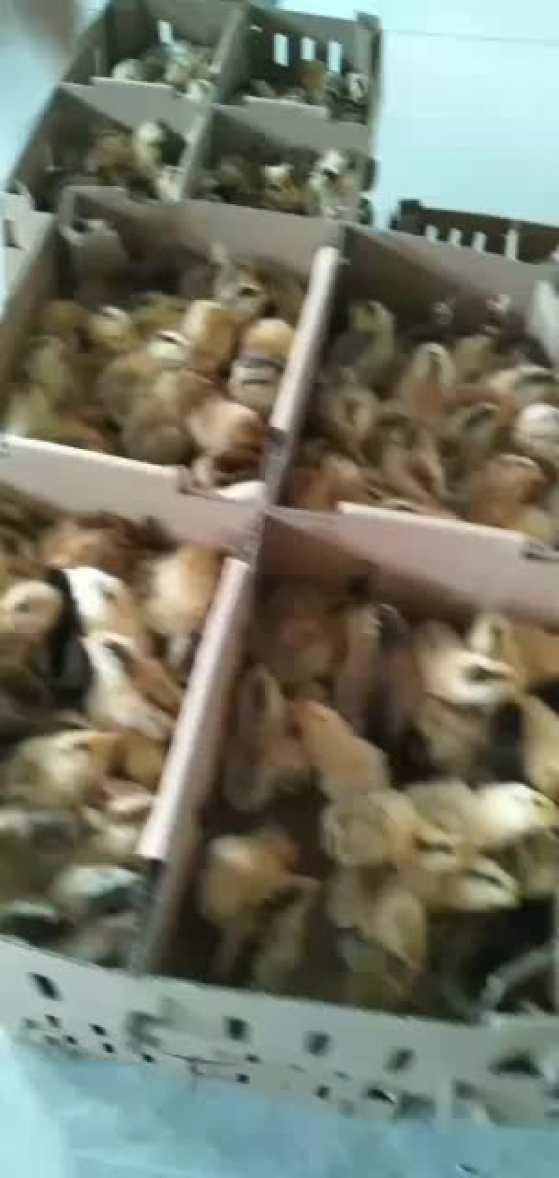 出售优质红毛大公鸡鸡苗
