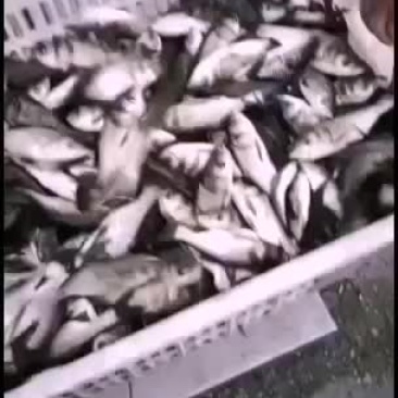 各品种鱼苗，欢迎老板们订购