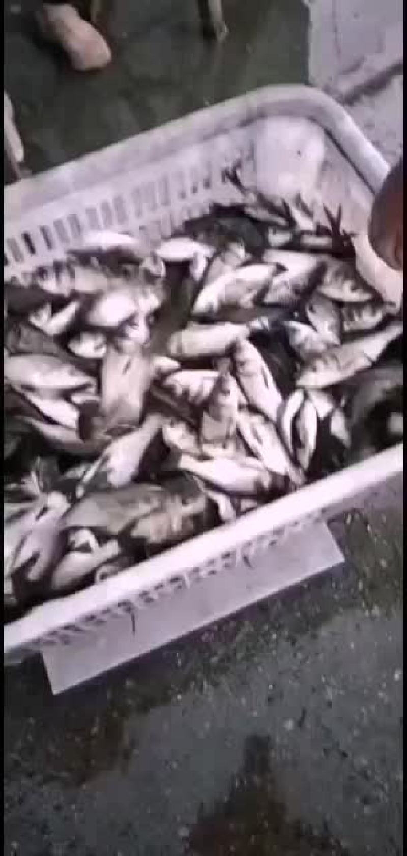 各品种鱼苗，欢迎老板们订购