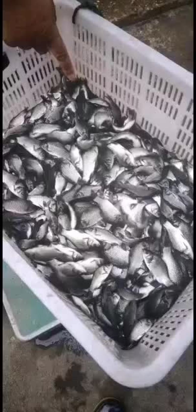 各品种鱼苗，欢迎老板们订购
