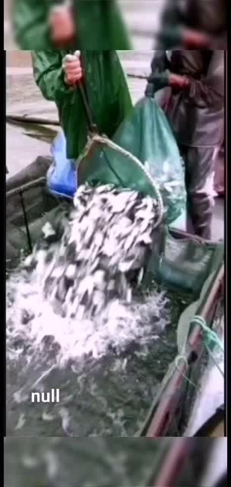 各品种鱼苗，欢迎老板们订购