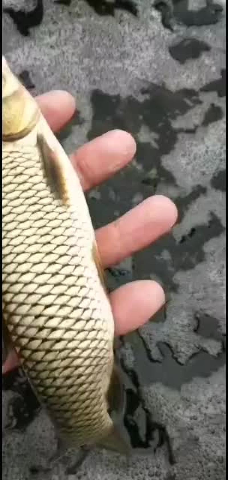 各品种鱼苗，欢迎老板们订购
