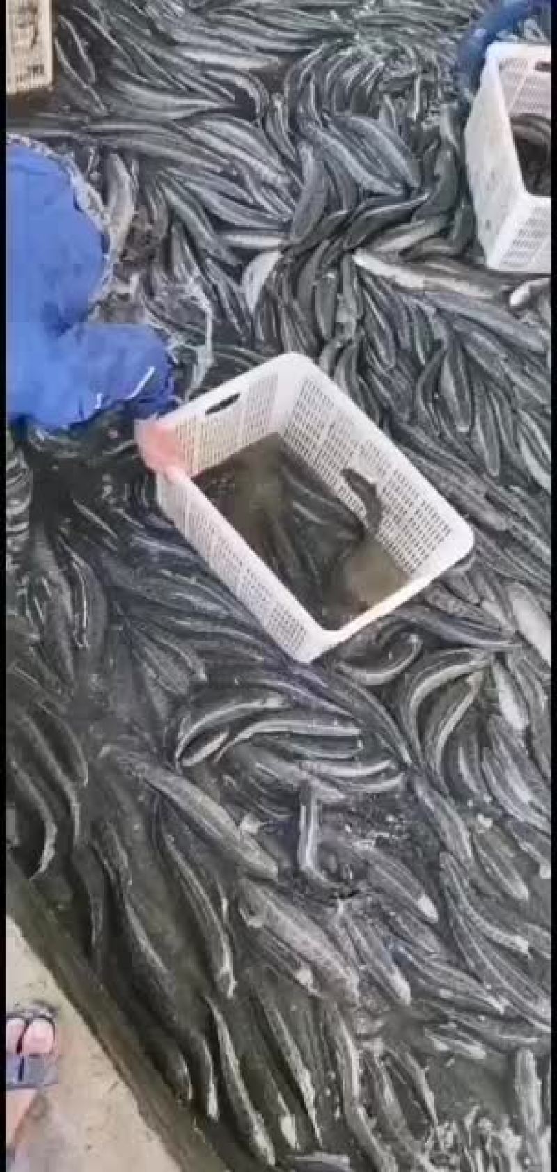 各品种鱼苗，欢迎老板们订购