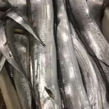 新鲜带鱼没有破肚的非常漂亮