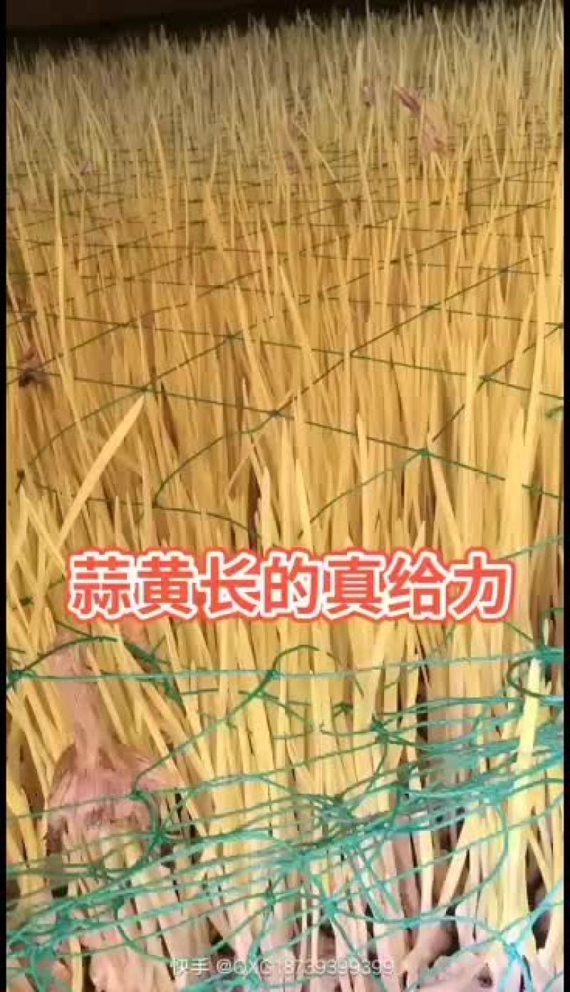 蒜黄天天有！蒜黄大量出货价格自己带