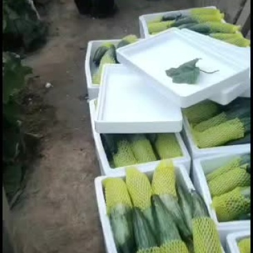 潍坊羊角蜜甜瓜，羊角脆甜瓜，地头装车质量有保证
