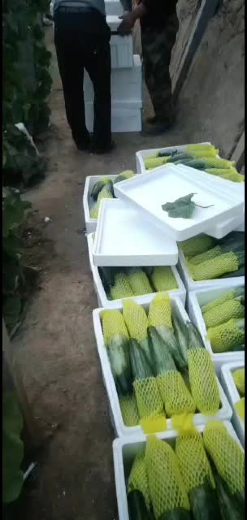 潍坊羊角蜜甜瓜，羊角脆甜瓜，地头装车质量有保证