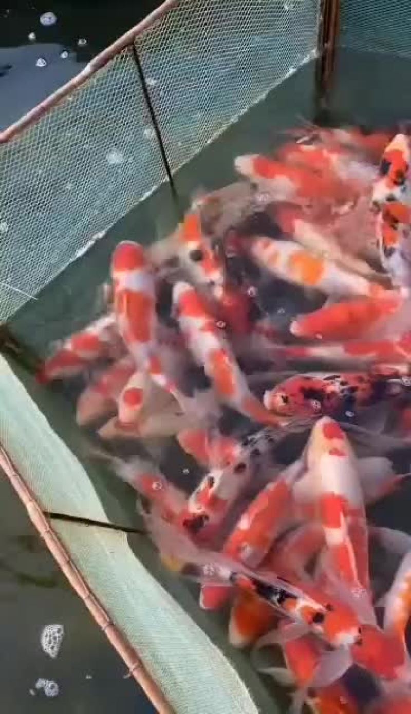 观赏鱼，锦鲤，看好的老板抓紧订购了