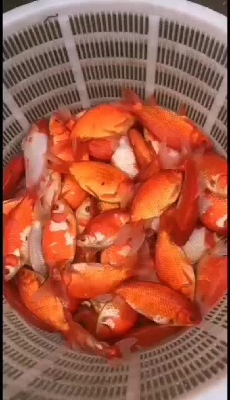 观赏鱼，锦鲤，看好的老板抓紧订购了