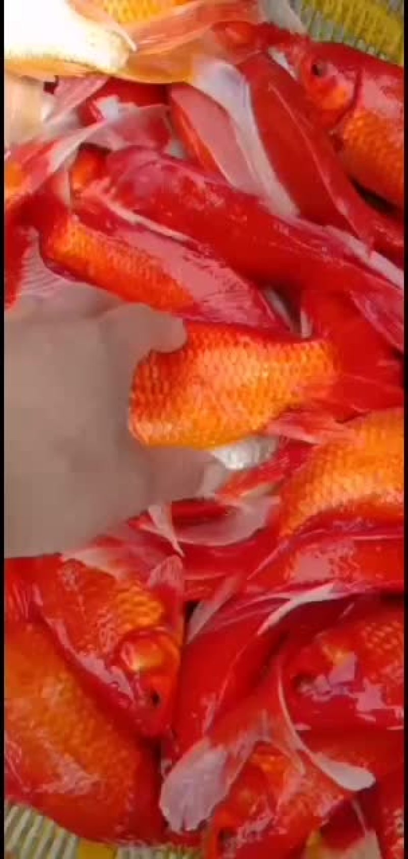 观赏鱼，锦鲤，看好的老板抓紧订购了