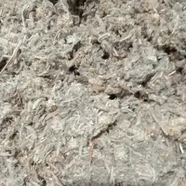 中药材佛耳草追骨风野生鼠曲草绒毛草鼠耳草