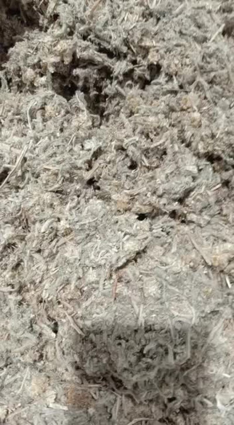 中药材佛耳草追骨风野生鼠曲草绒毛草鼠耳草