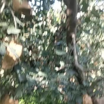 阿克苏冰糖心苹果快上市了