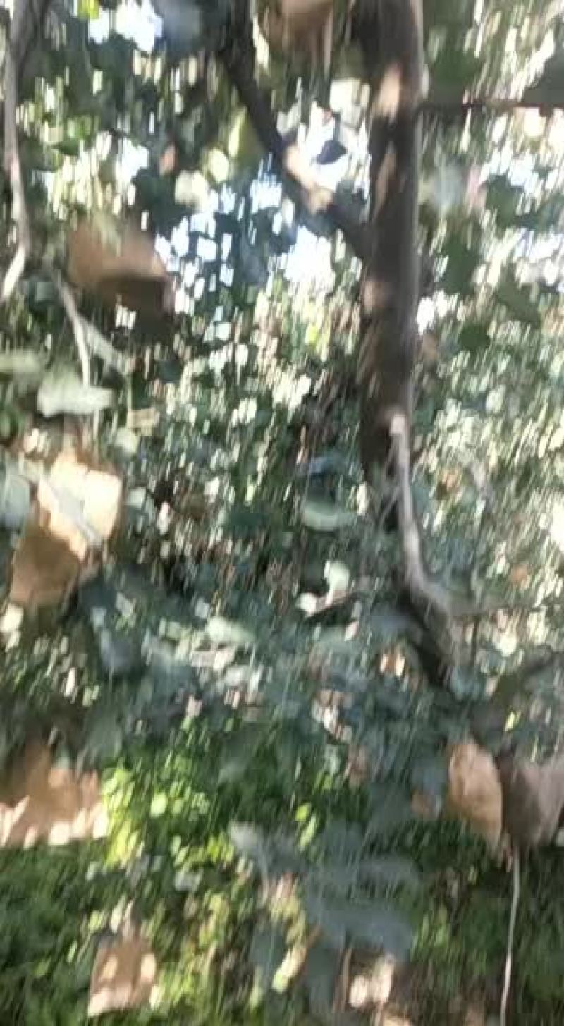 阿克苏冰糖心苹果快上市了