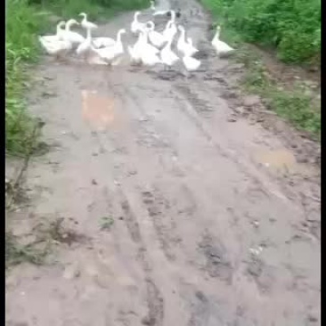 鹅，农家鹅，杂粮鹅成品鹅