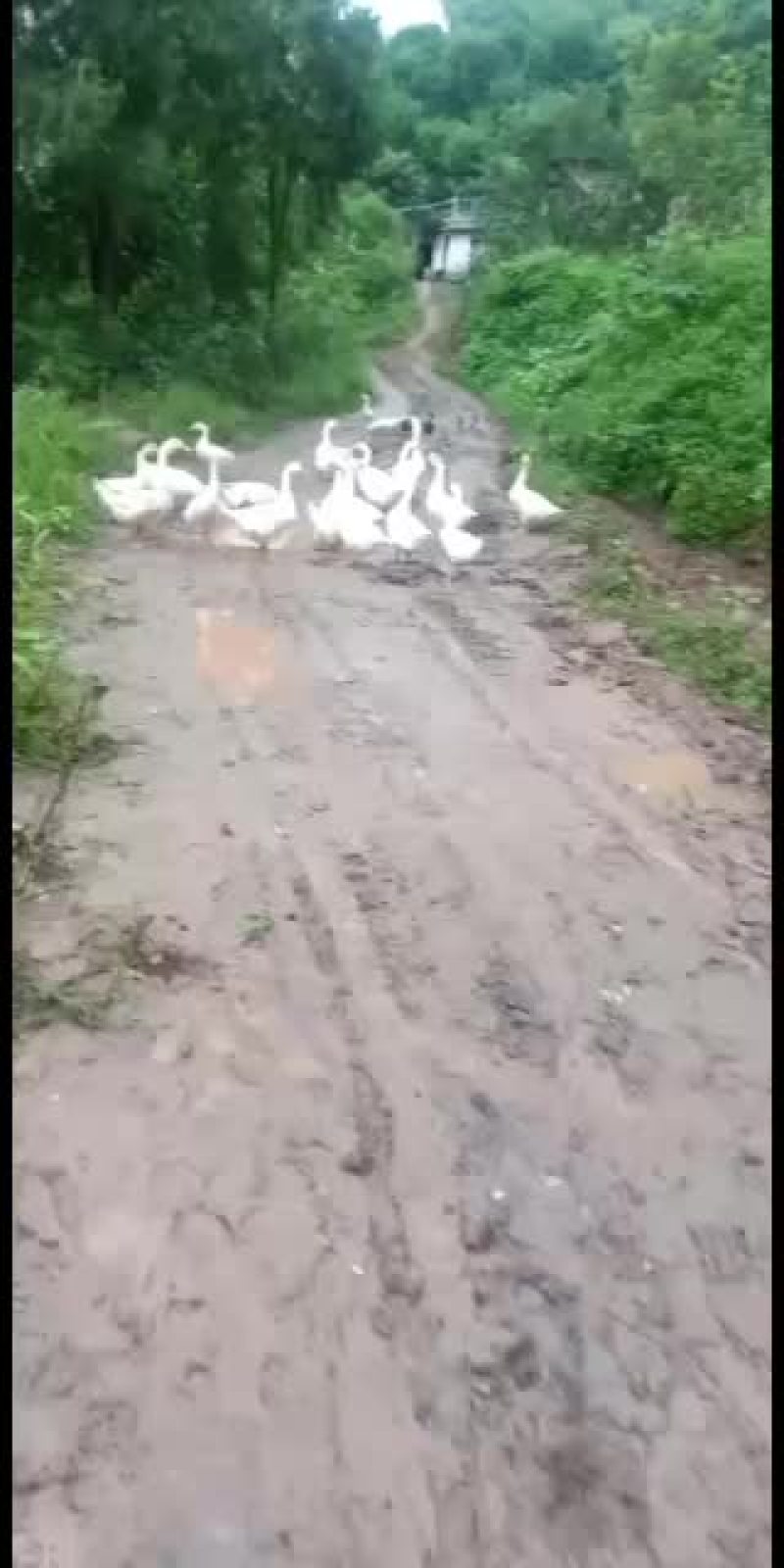 鹅，农家鹅，杂粮鹅成品鹅