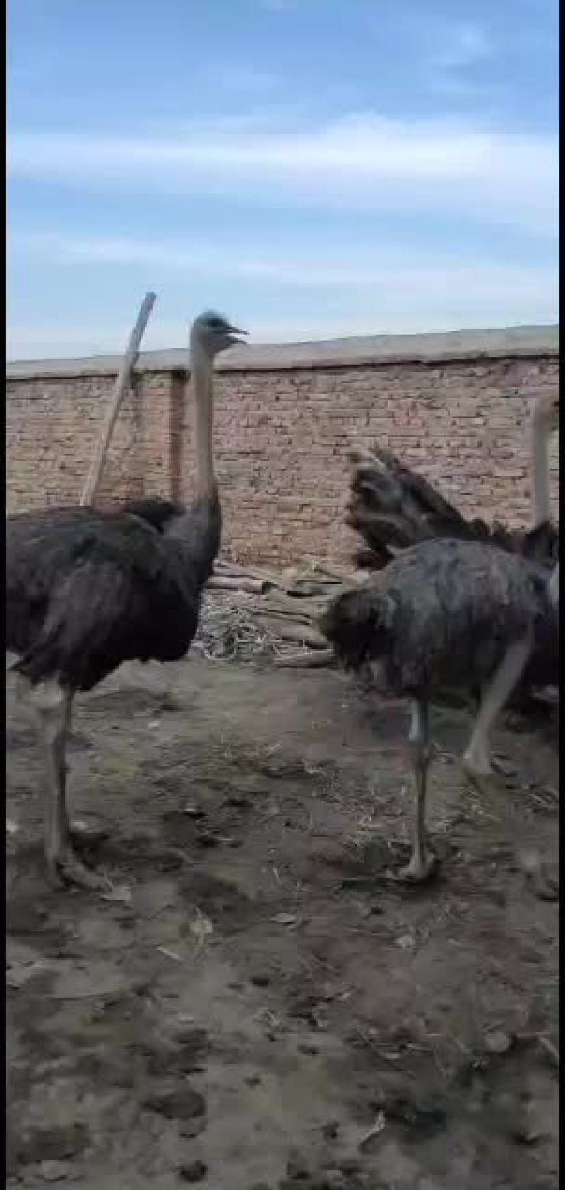 非洲鸵鸟一年六个月的