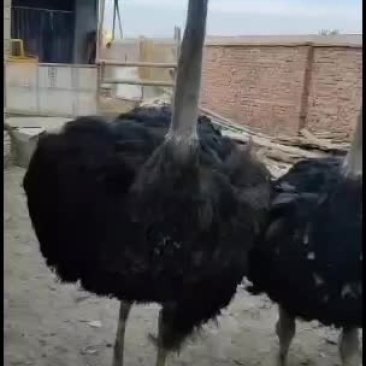 非洲鸵鸟一年六个月的