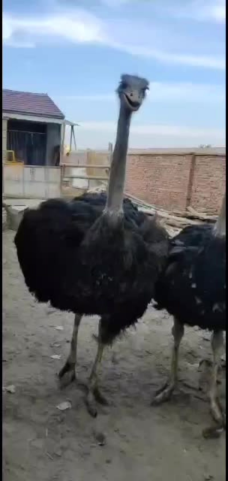 非洲鸵鸟一年六个月的