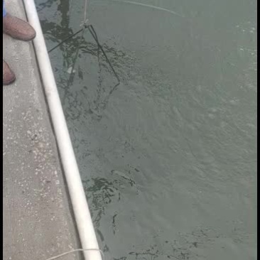 南美对虾欢迎新老客户订购。